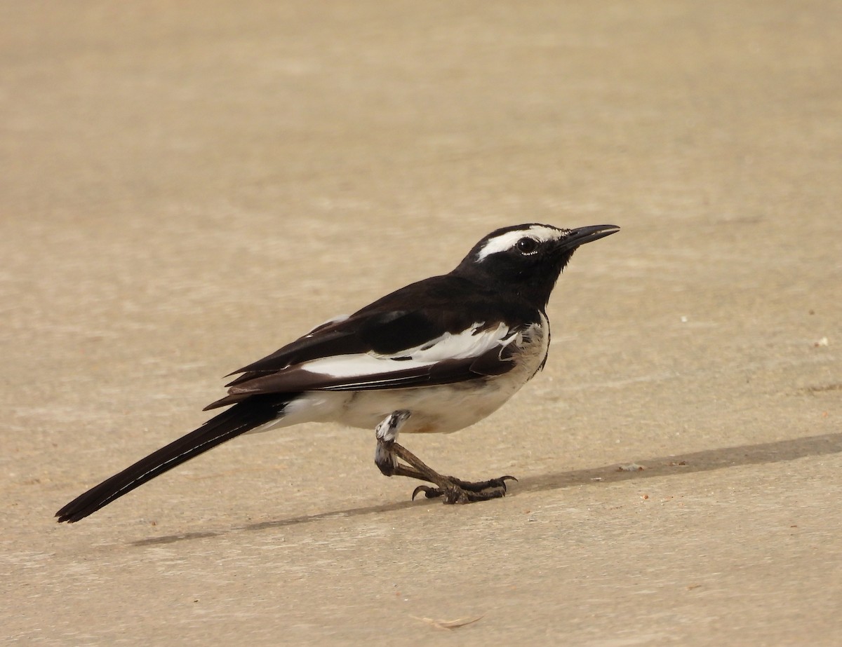 White-browed Wagtail - ML619944771