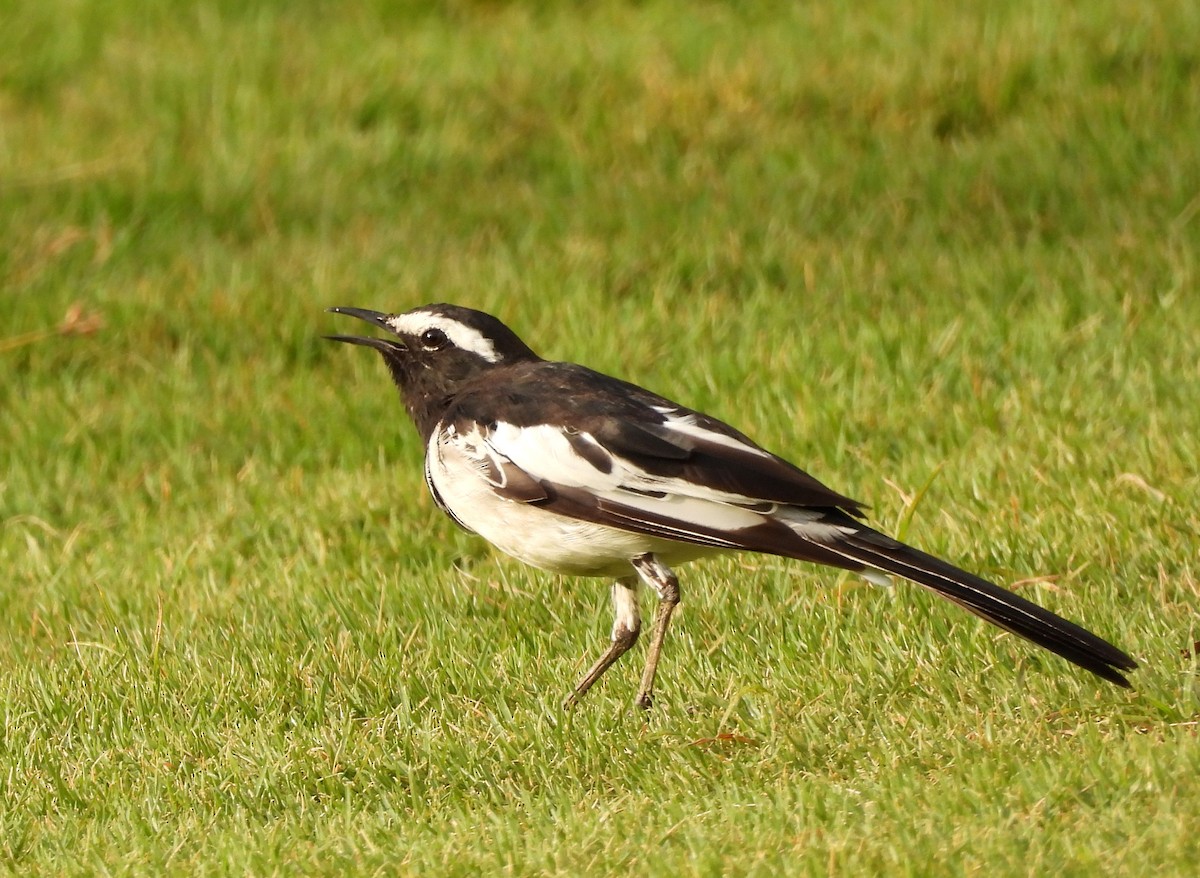 White-browed Wagtail - ML619944772