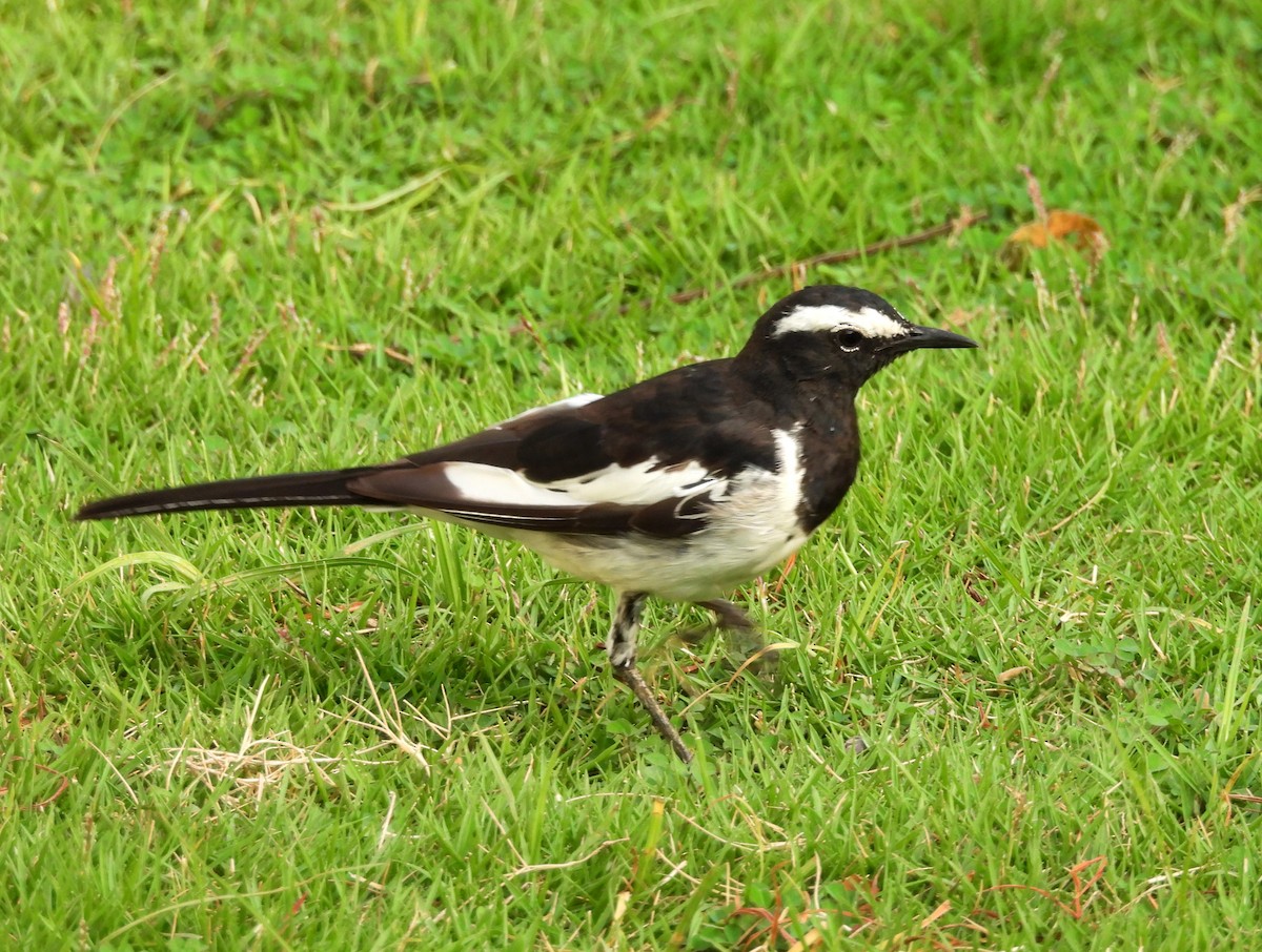 White-browed Wagtail - ML619944773