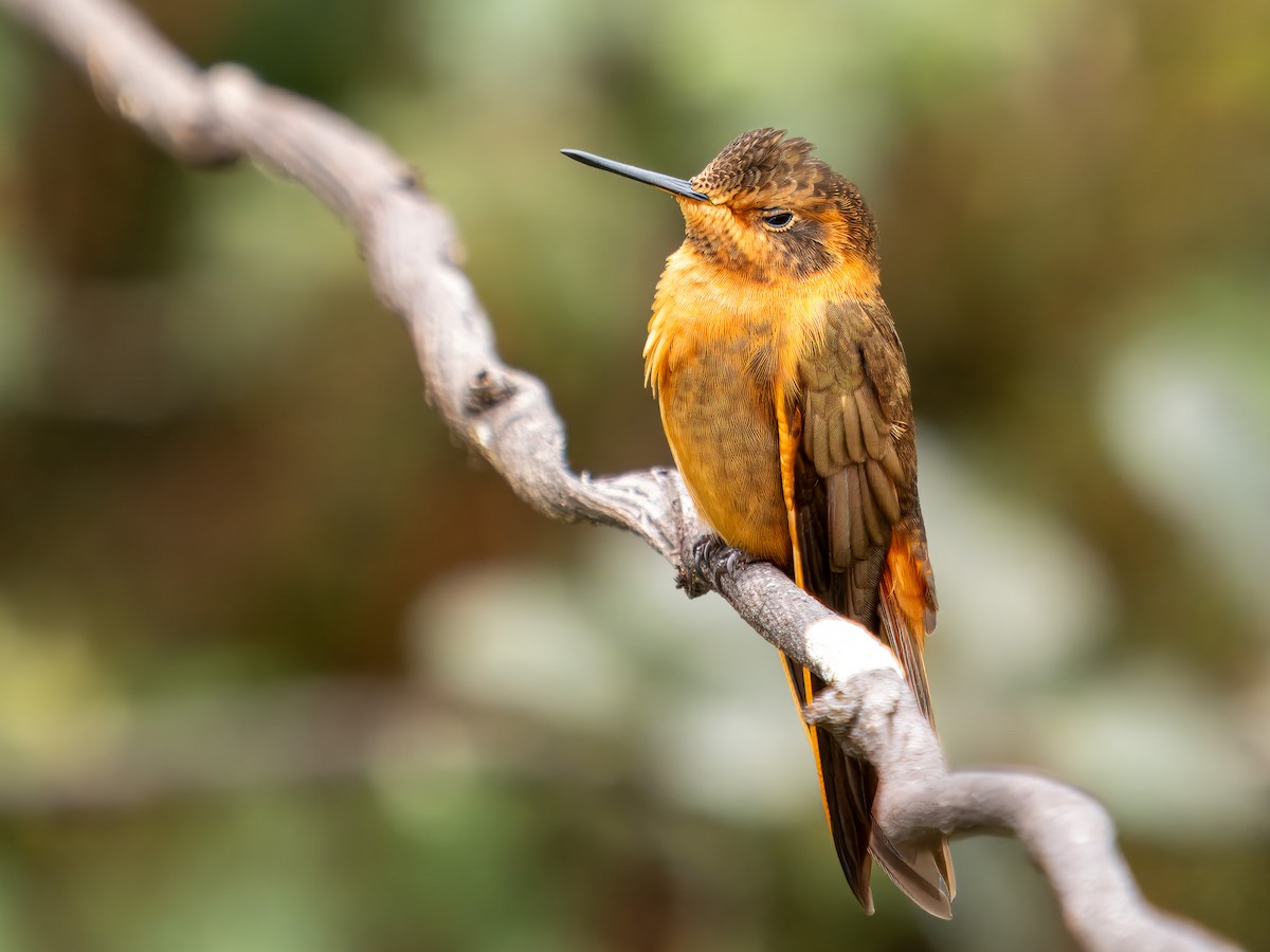 kolibřík duhovohřbetý - ML619944788