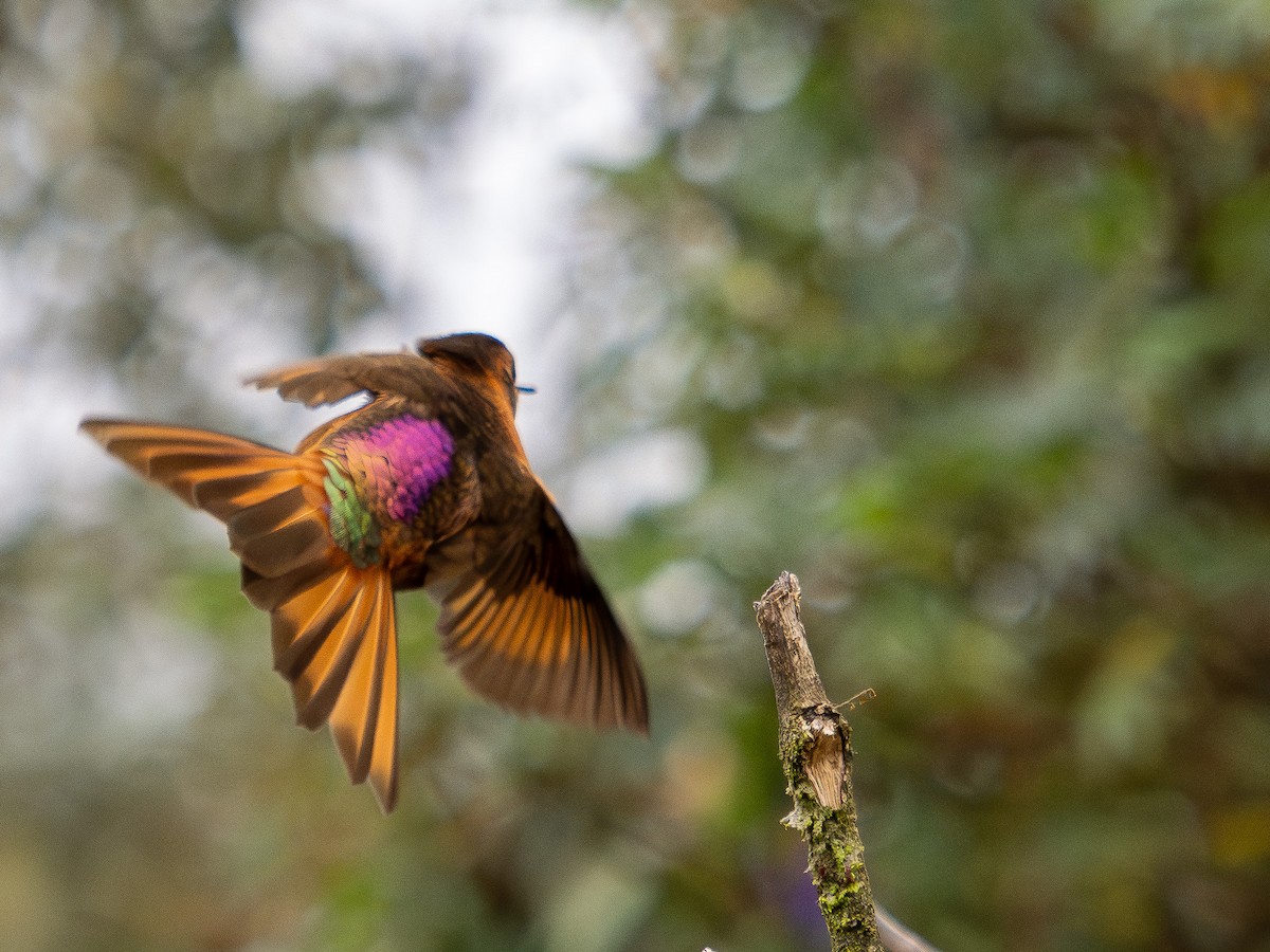 kolibřík duhovohřbetý - ML619944794