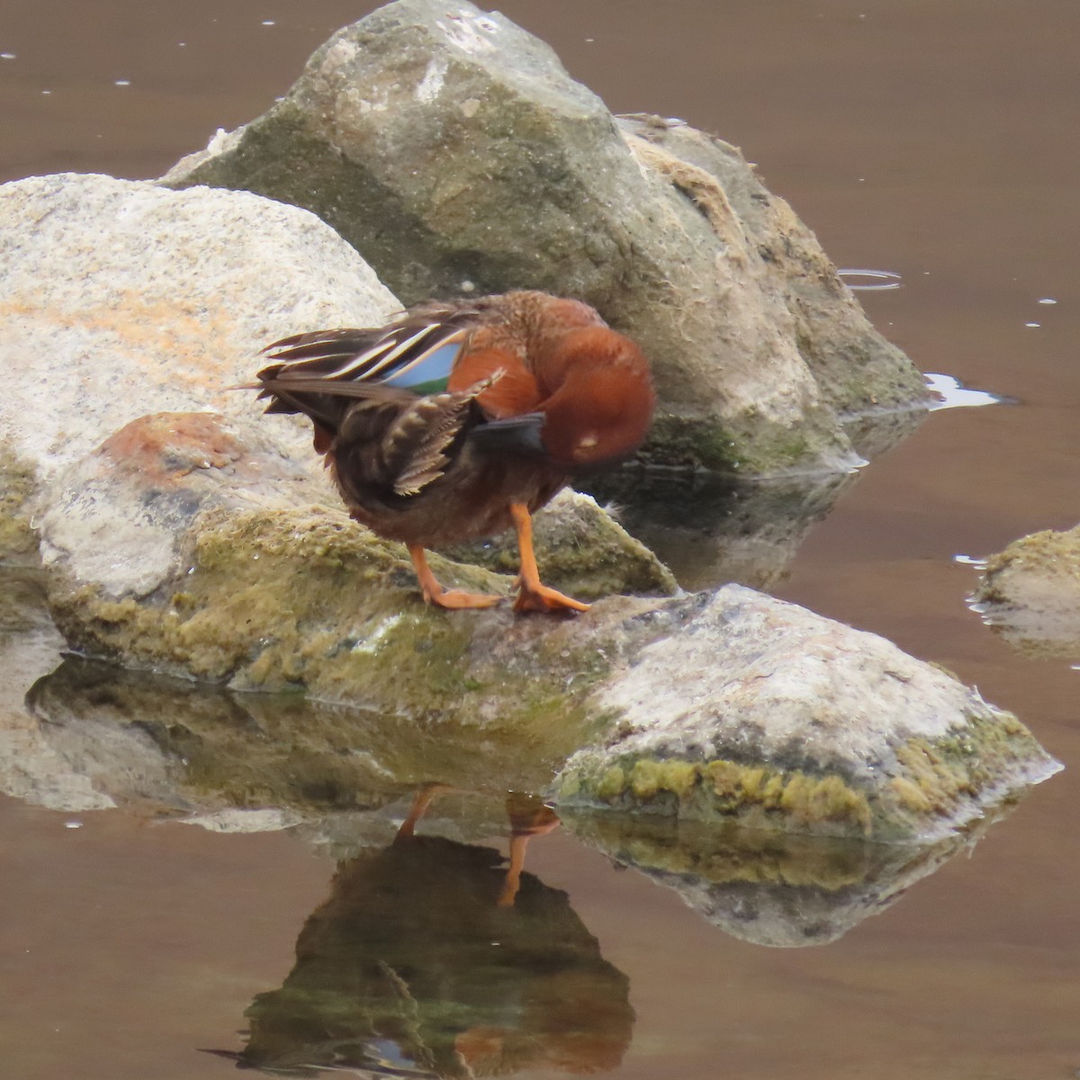 Cinnamon Teal - ML619944795