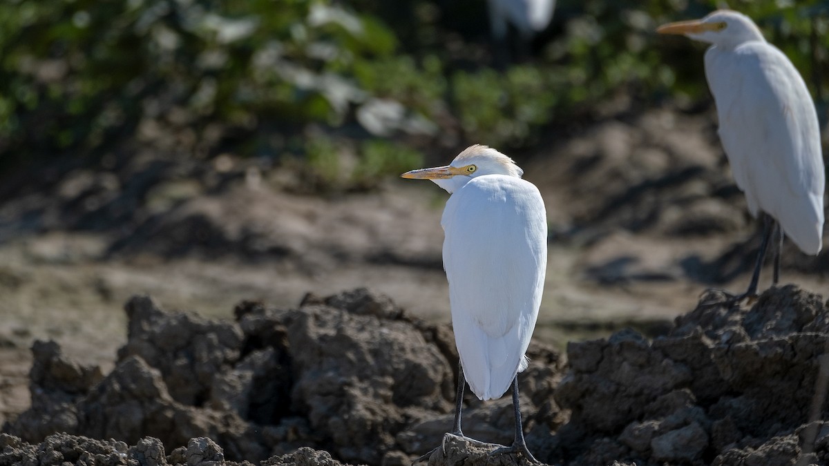 Western Cattle Egret - ML619944796