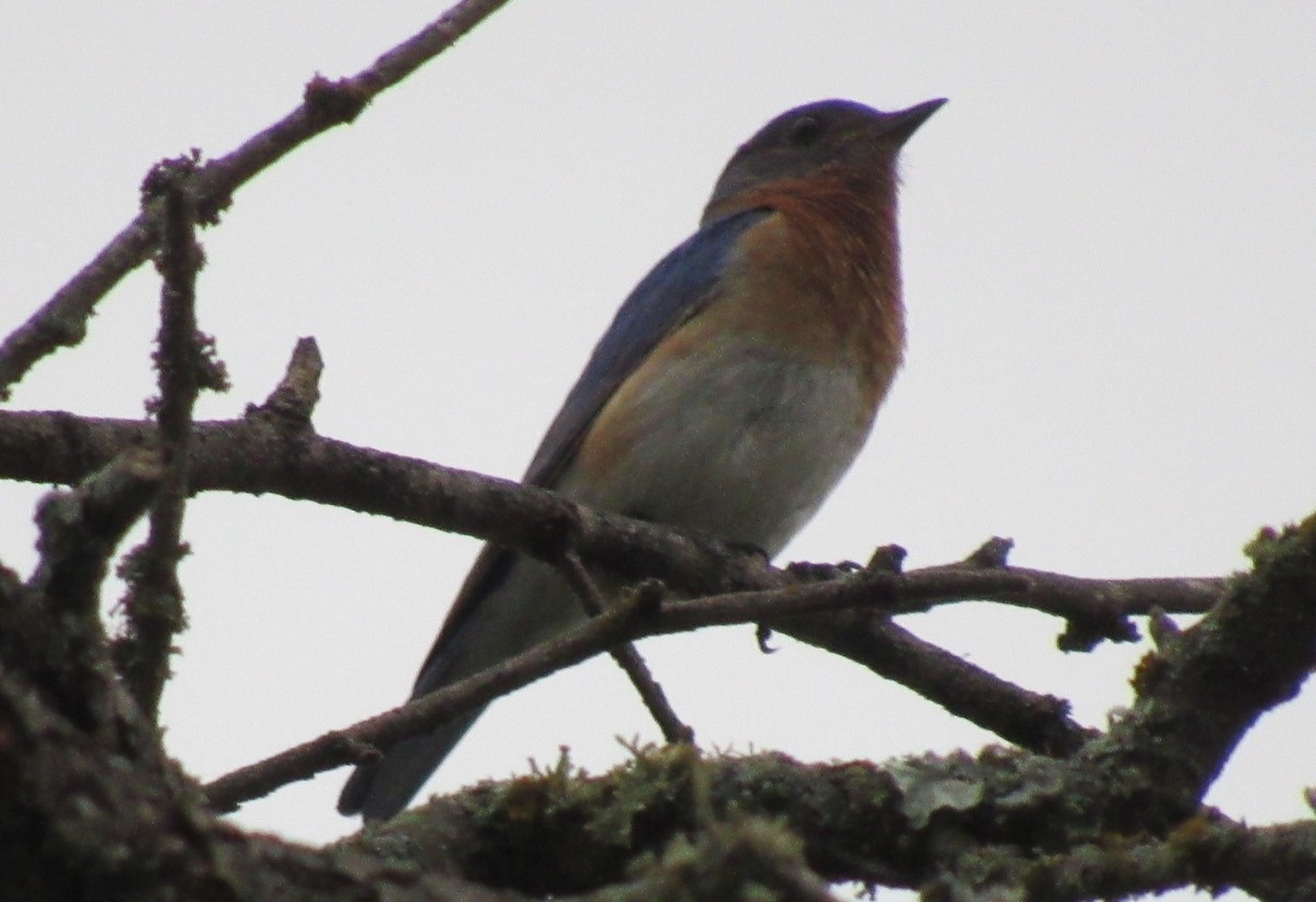 Eastern Bluebird - ML619944797