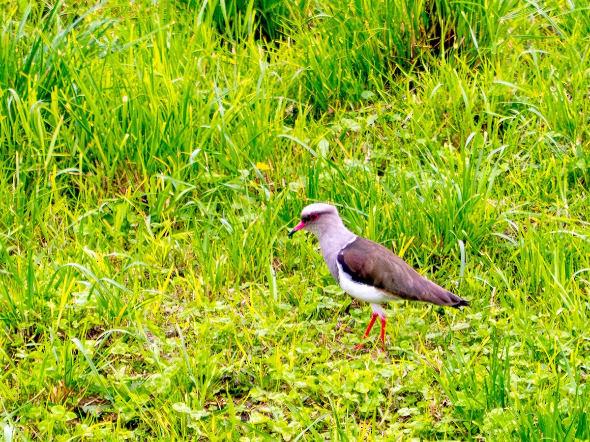 Andean Lapwing - ML619944803