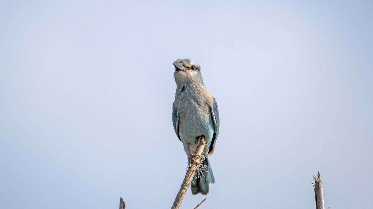 European Roller - ML619944804