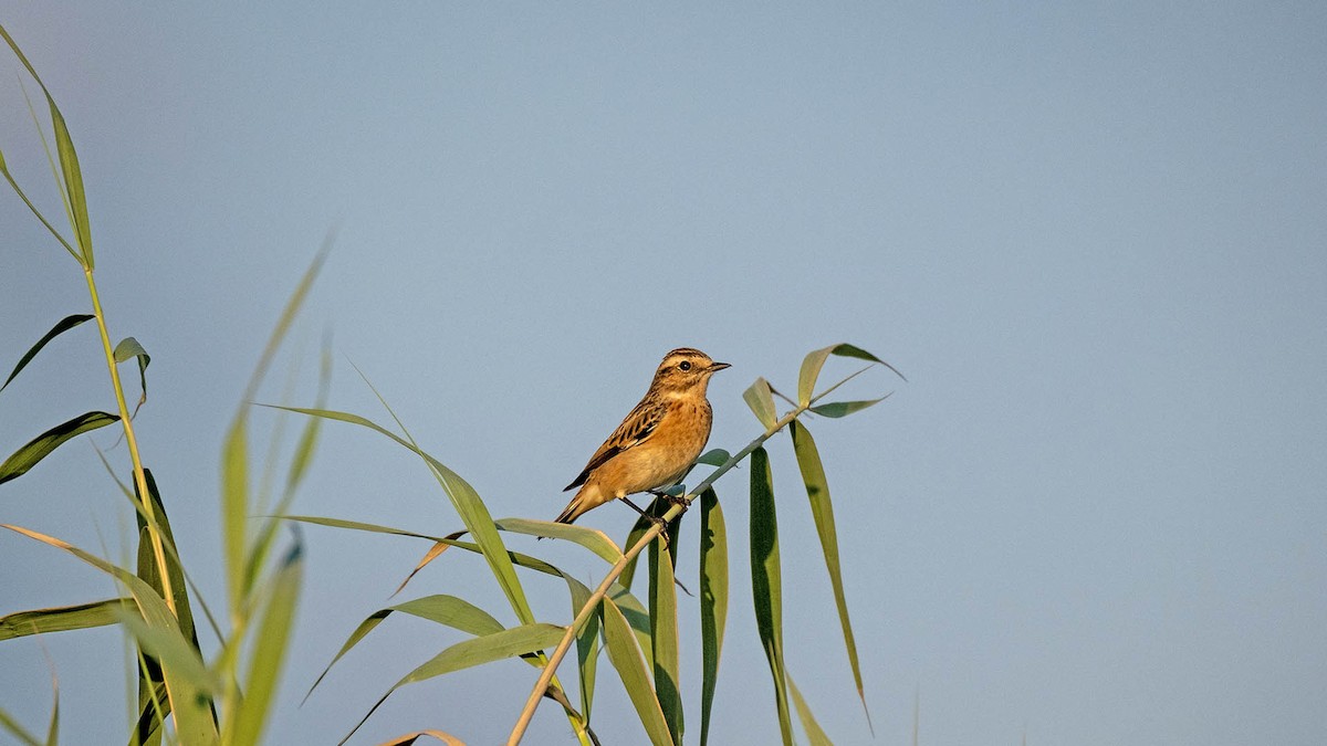 Whinchat - ML619944811