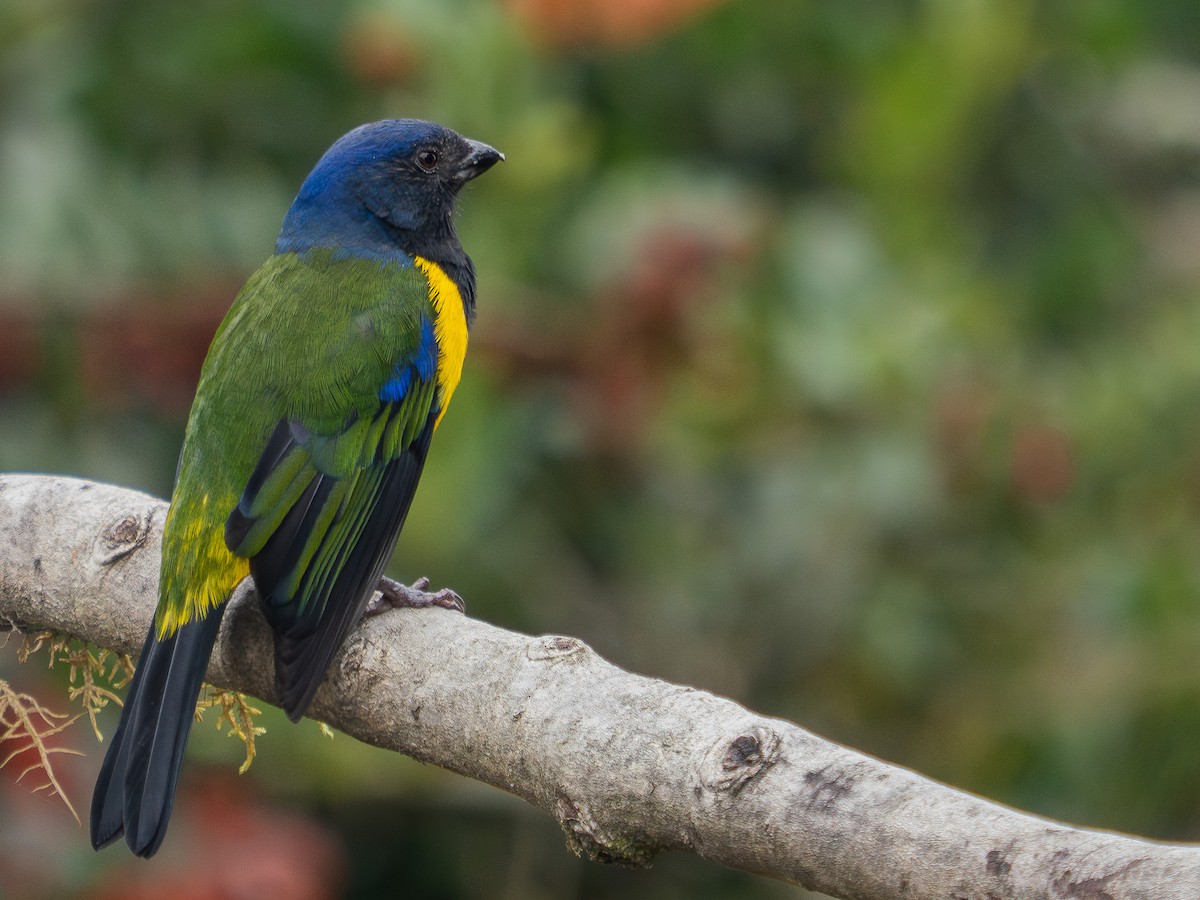 Black-chested Mountain Tanager - ML619944824