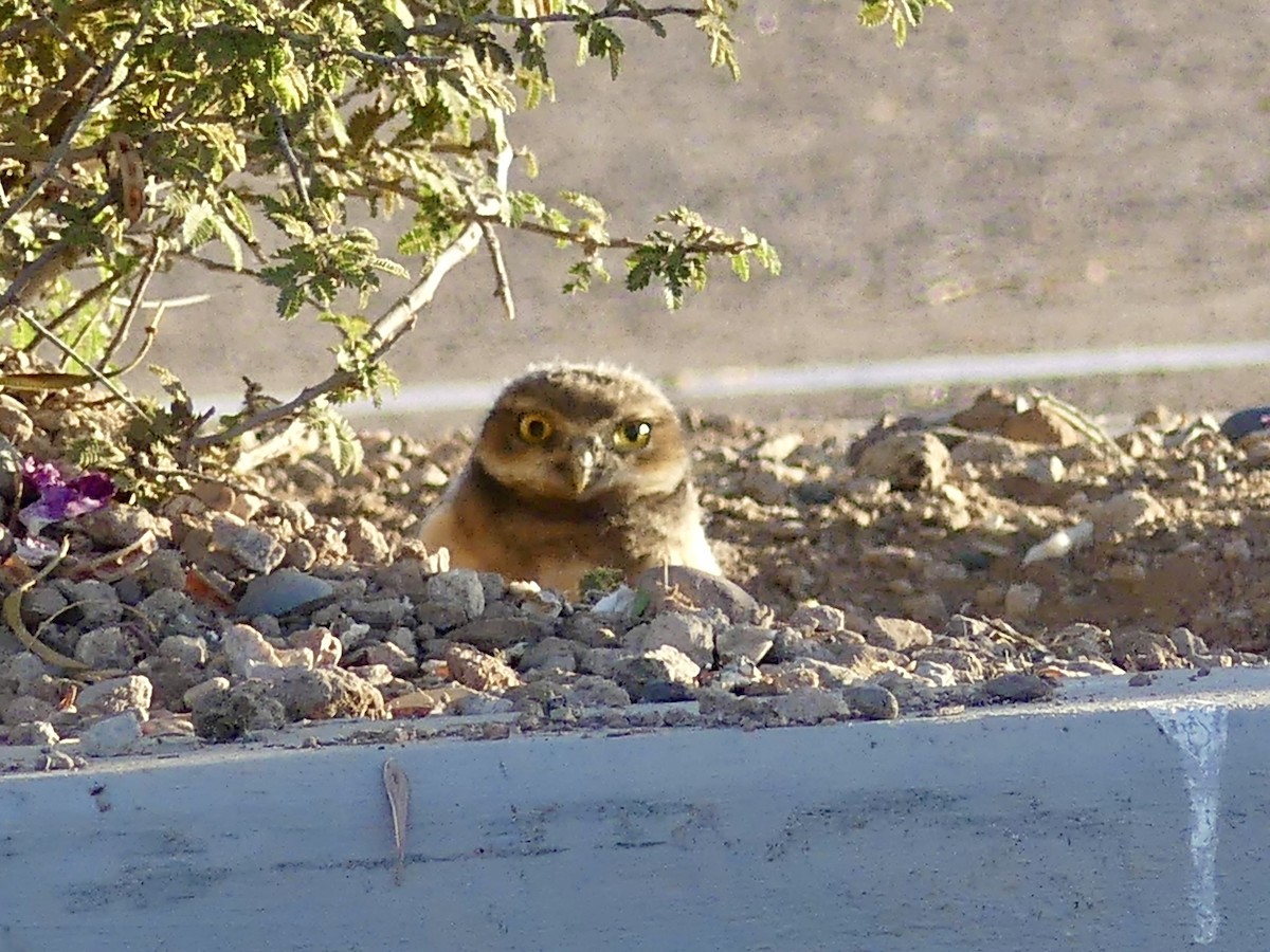Burrowing Owl - ML619944825