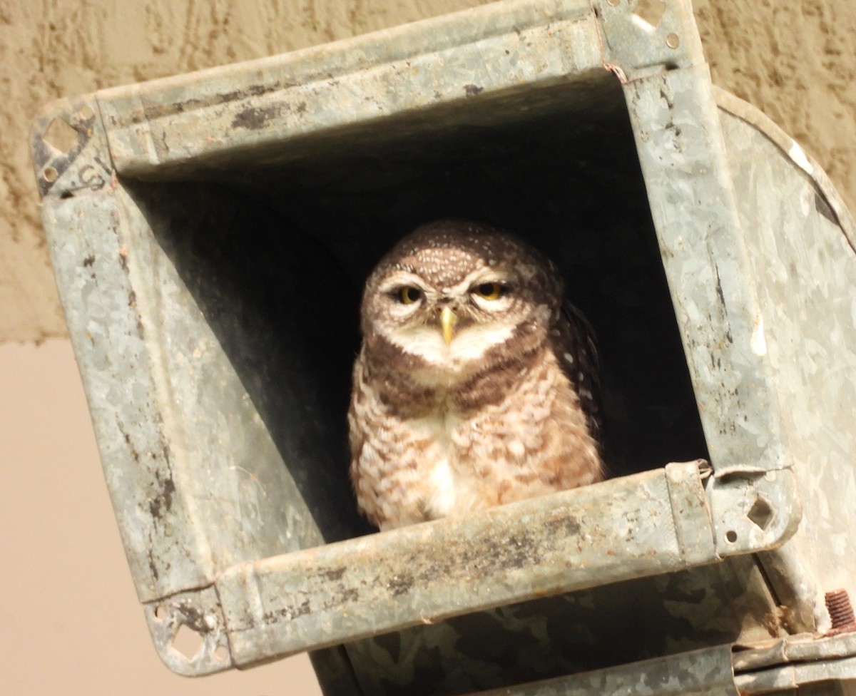 Spotted Owlet - ML619944836