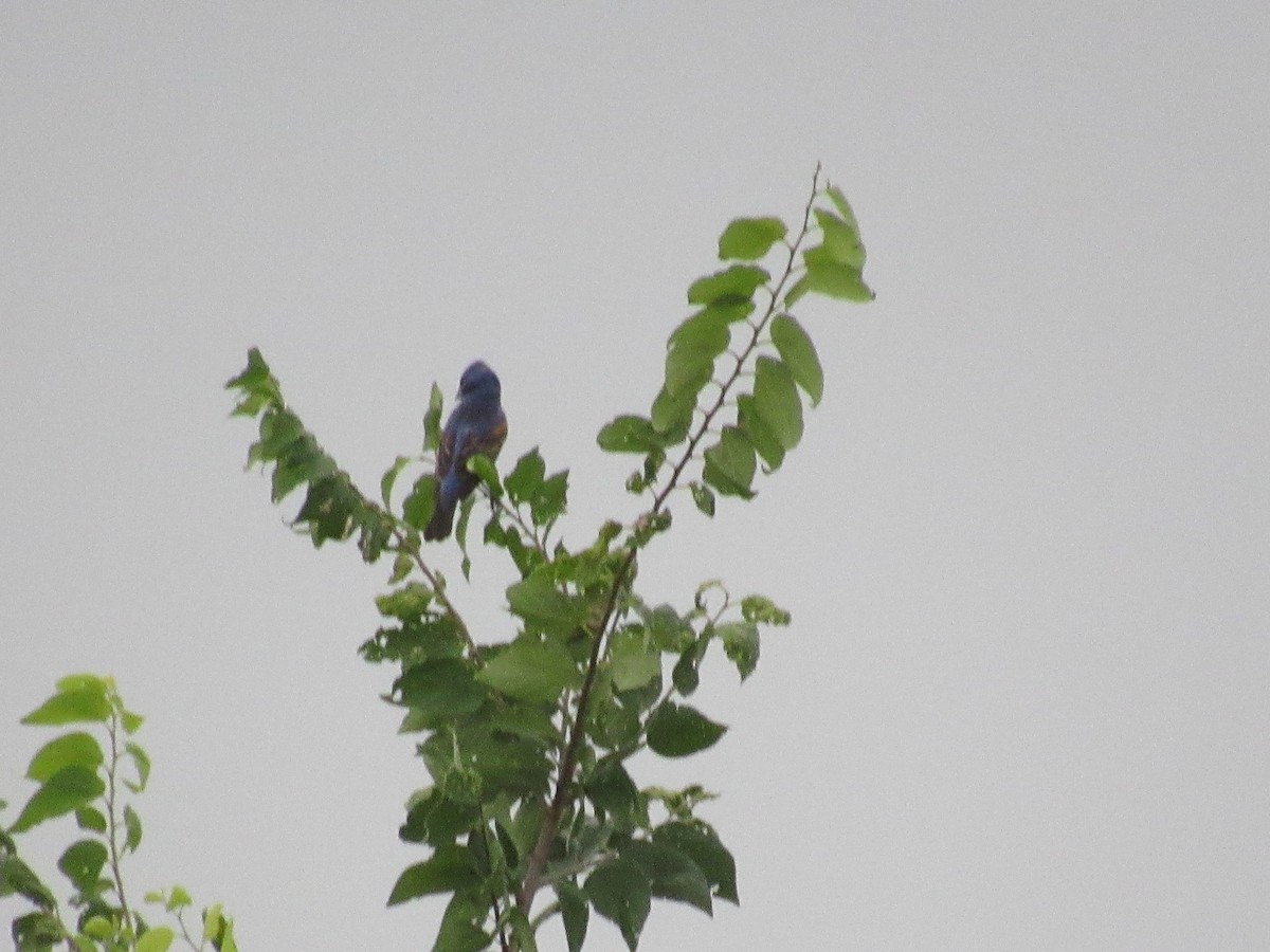 Blue Grosbeak - ML619944839