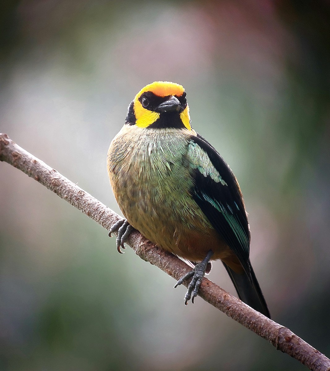 Flame-faced Tanager - ML619944847