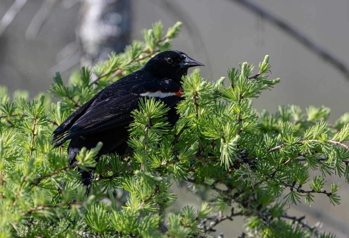 Red-winged Blackbird - ML619944850