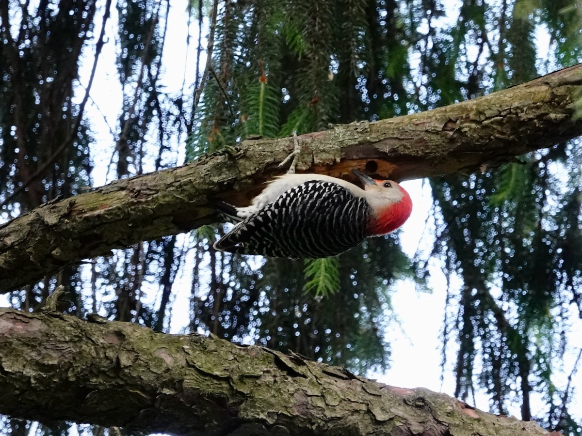 Red-bellied Woodpecker - ML619944852