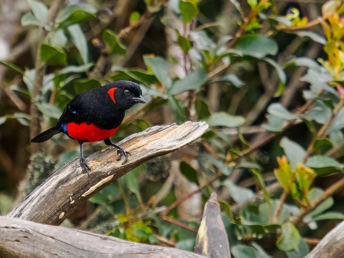Scarlet-bellied Mountain Tanager - ML619944853