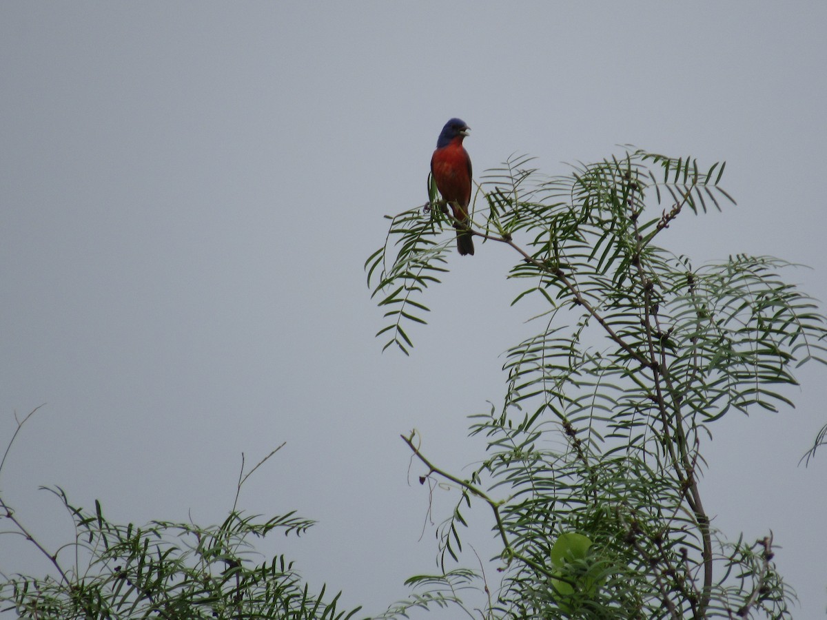 Painted Bunting - ML619944858