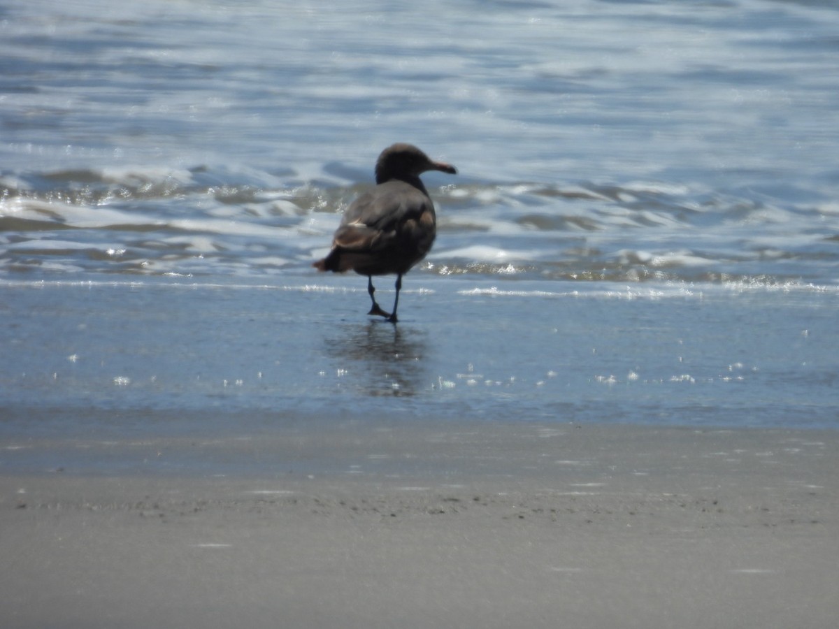 Gaviota Mexicana - ML619944872