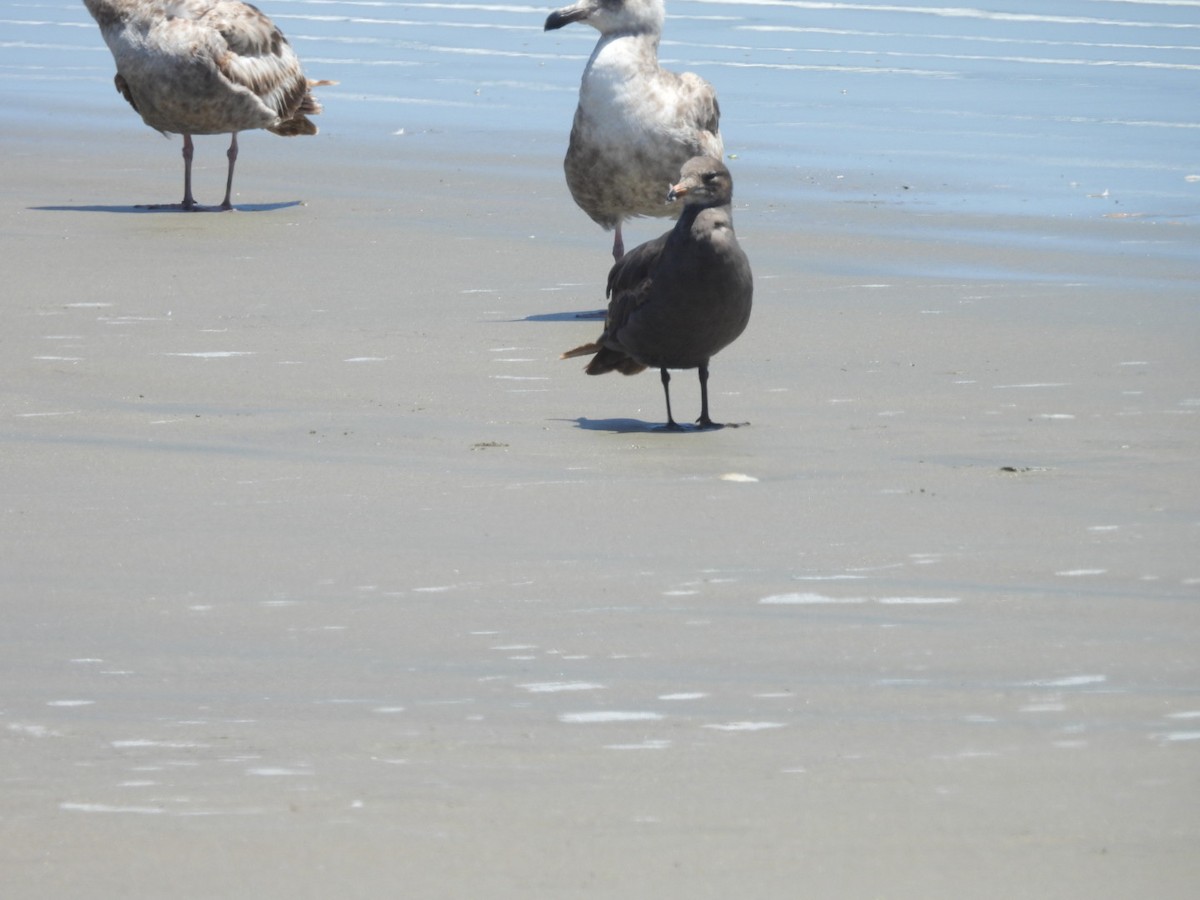 Heermann's Gull - Jennifer and Zayn Shah