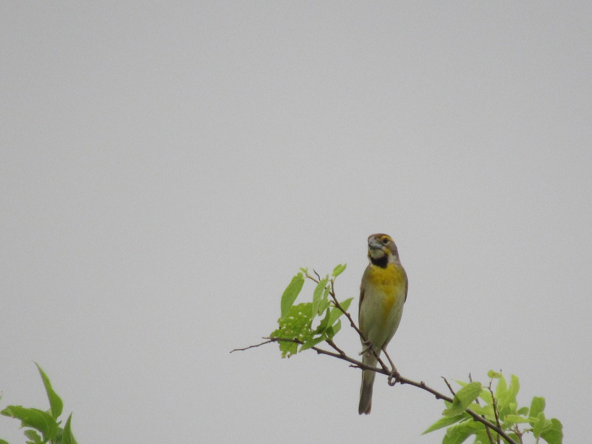 Dickcissel - ML619944879