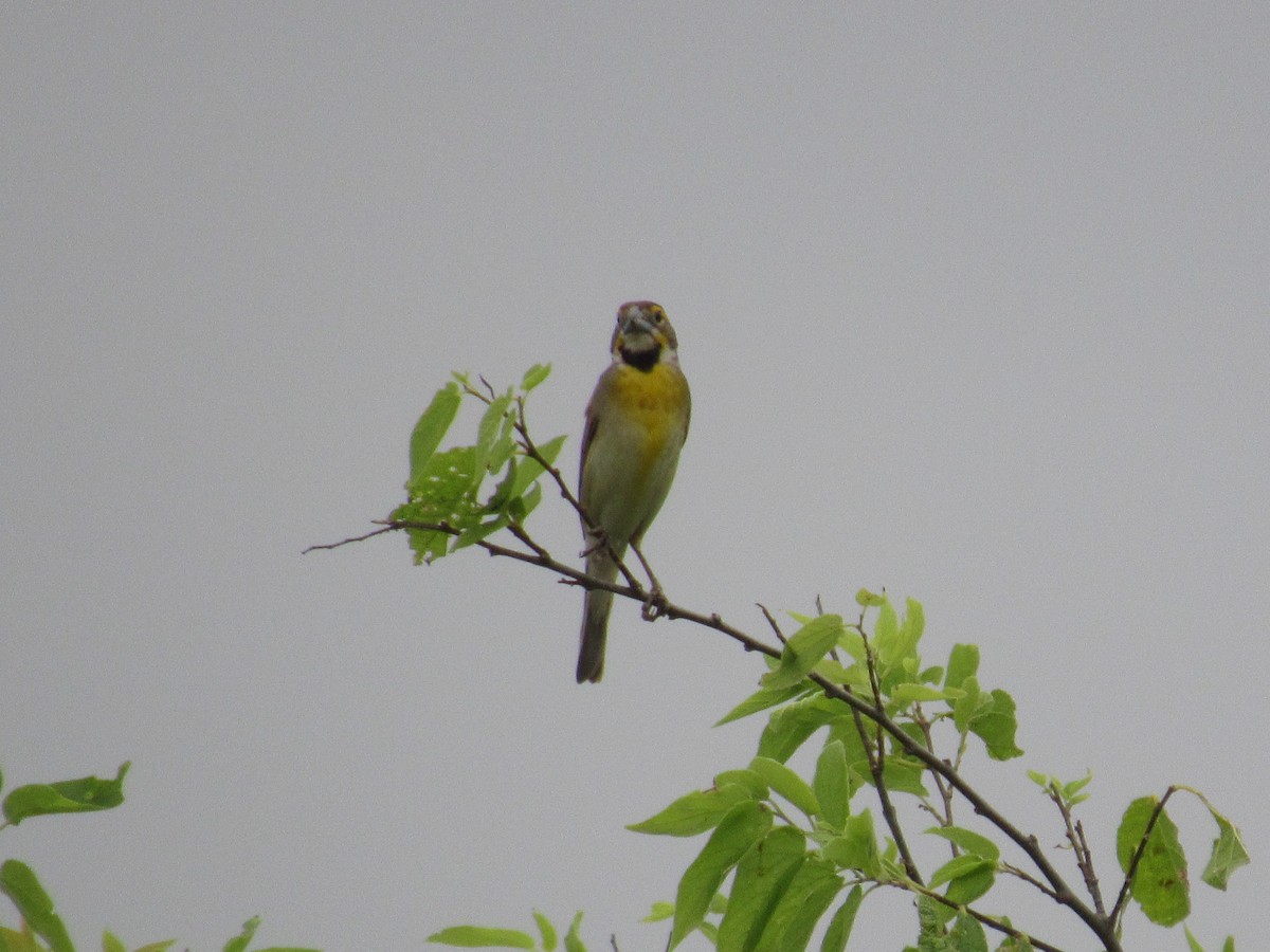 Dickcissel - ML619944882