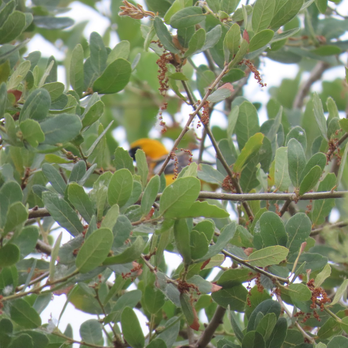 Hooded Oriole - ML619944885