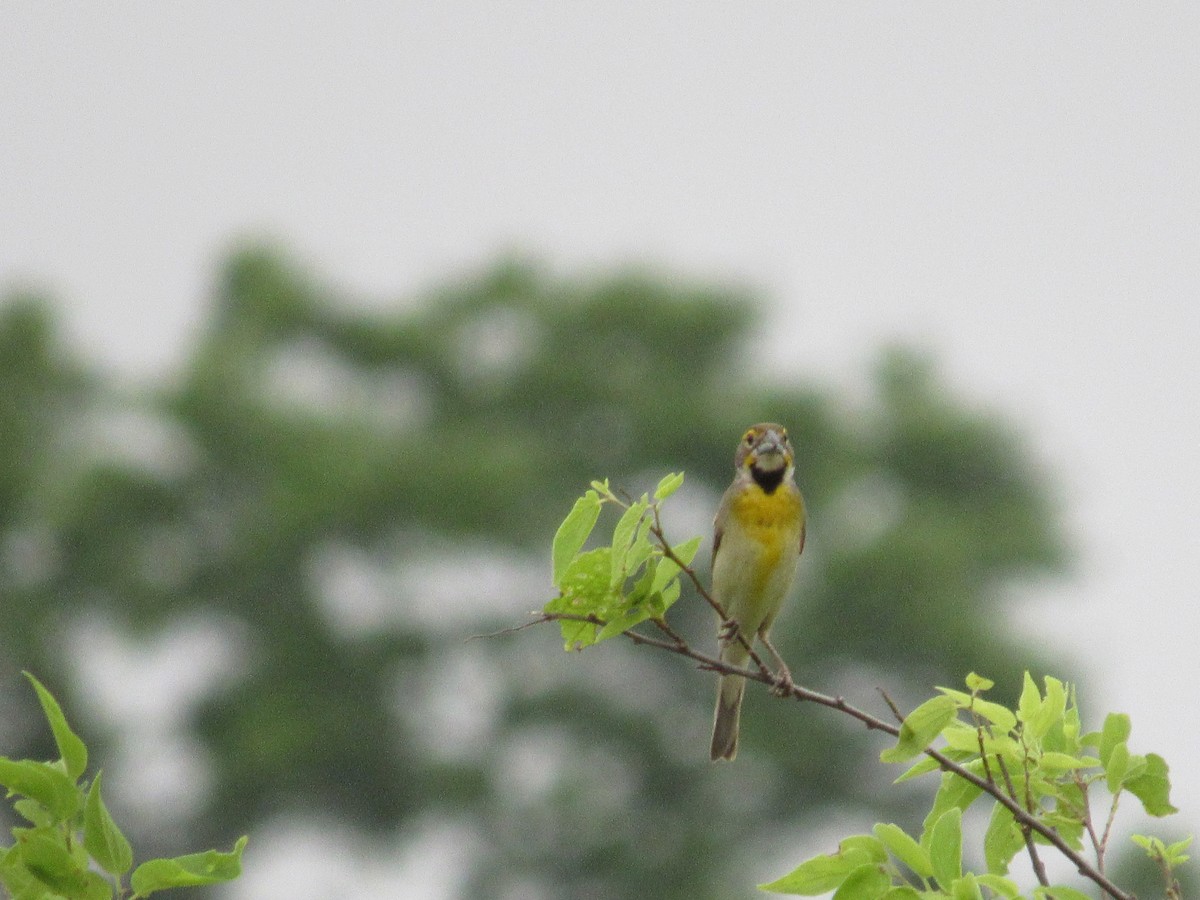 Dickcissel - ML619944887