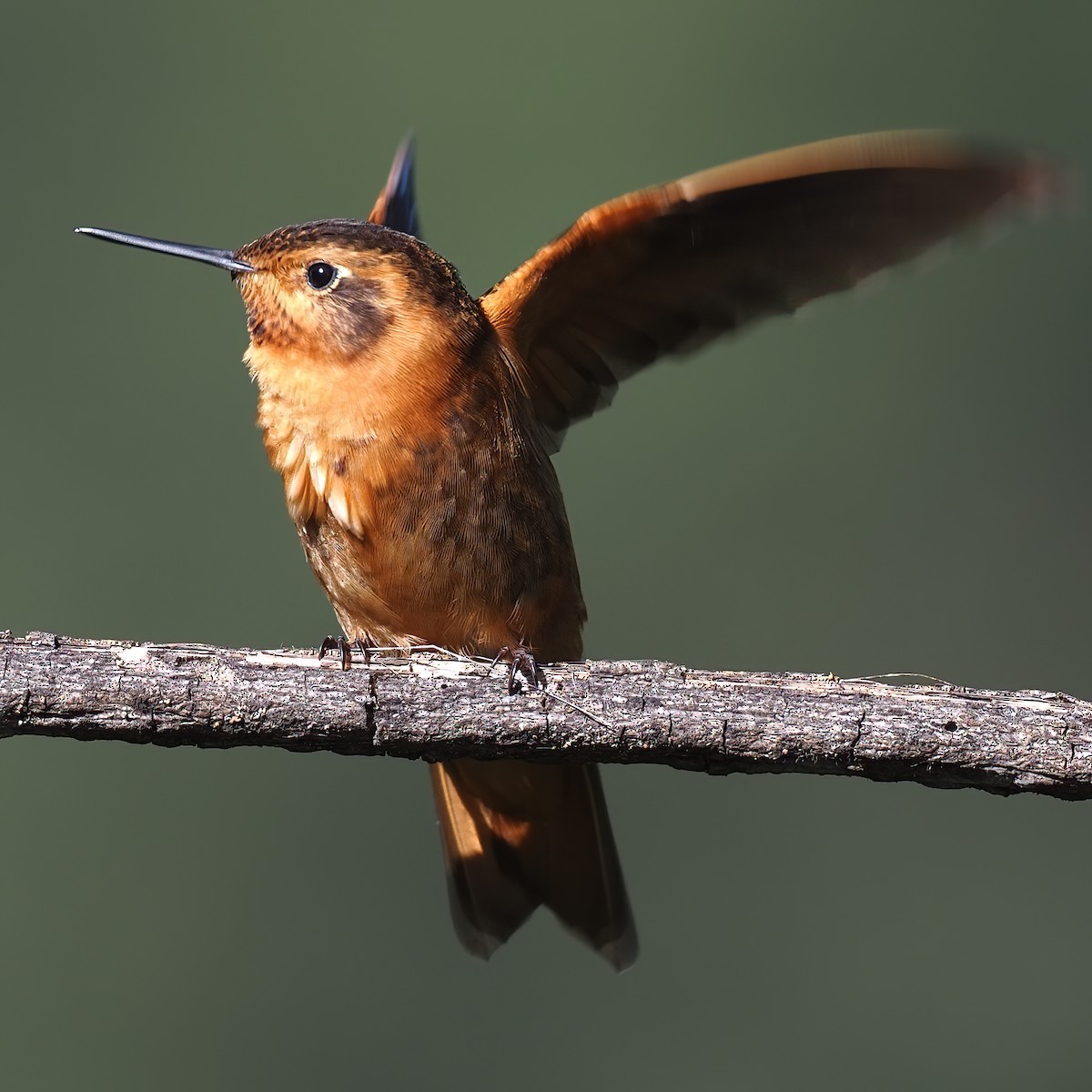 kolibřík duhovohřbetý - ML619944888