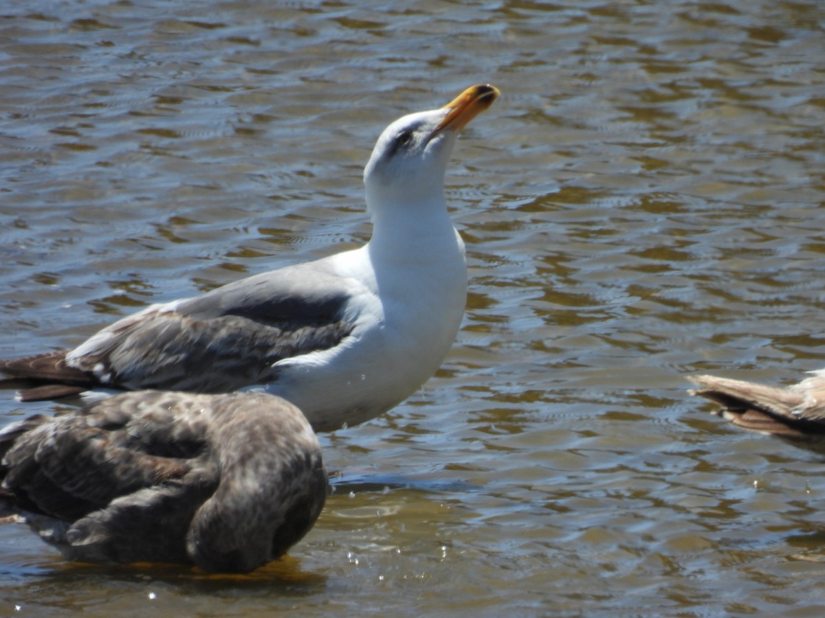 Western Gull - ML619944891