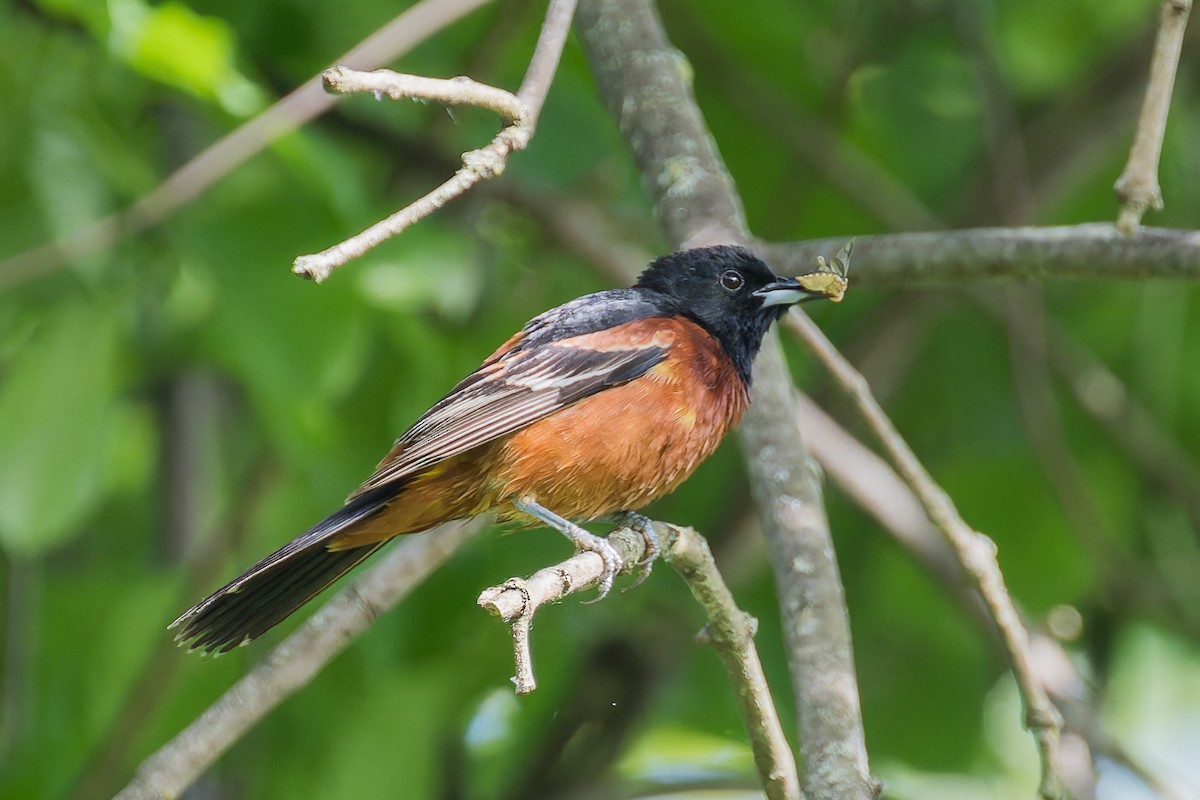 Orchard Oriole - ML619944921