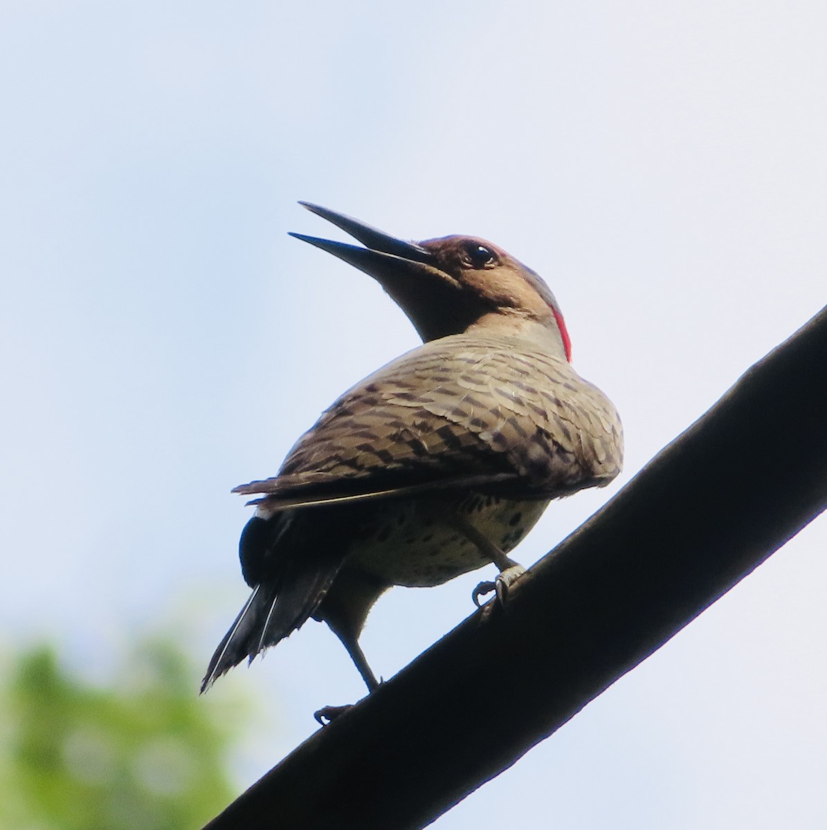 Northern Flicker - ML619944937