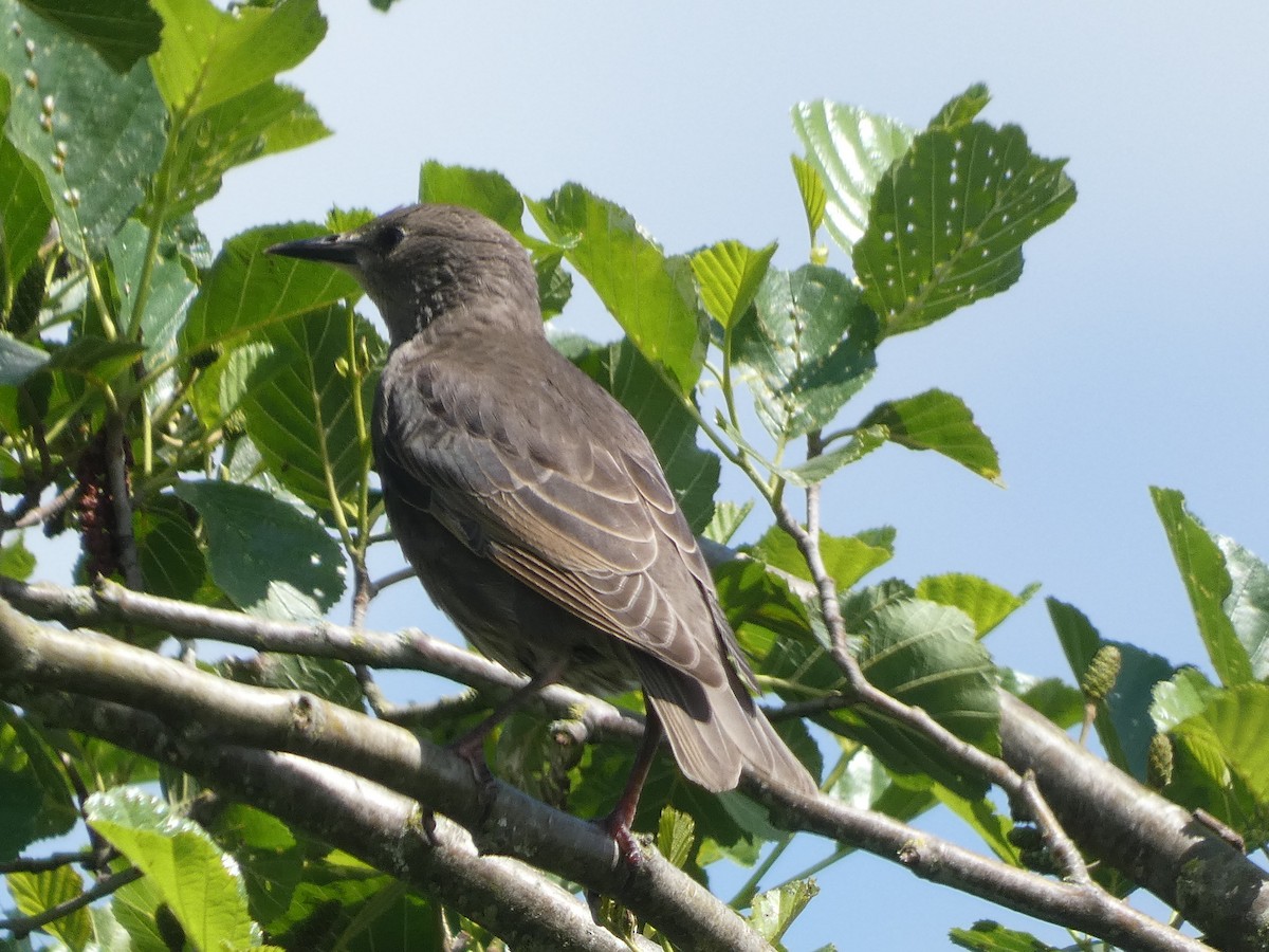 Eurasian Blackbird - ML619944945