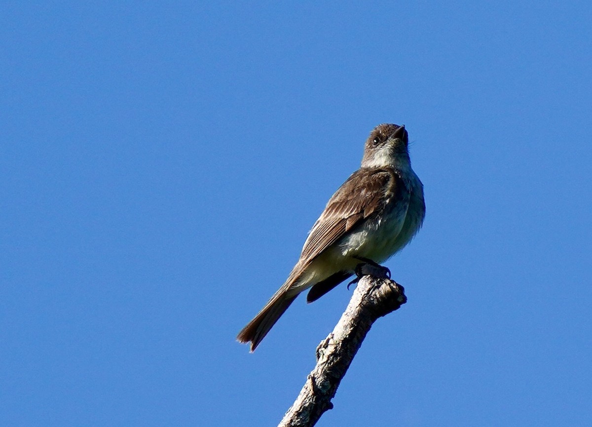 Eastern Phoebe - ML619944947