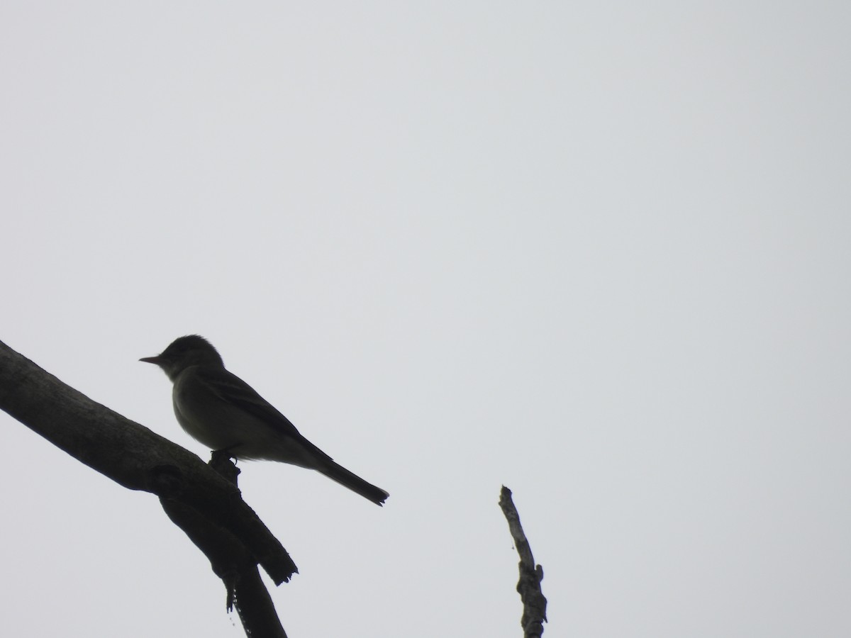 Eastern Wood-Pewee - ML619944948