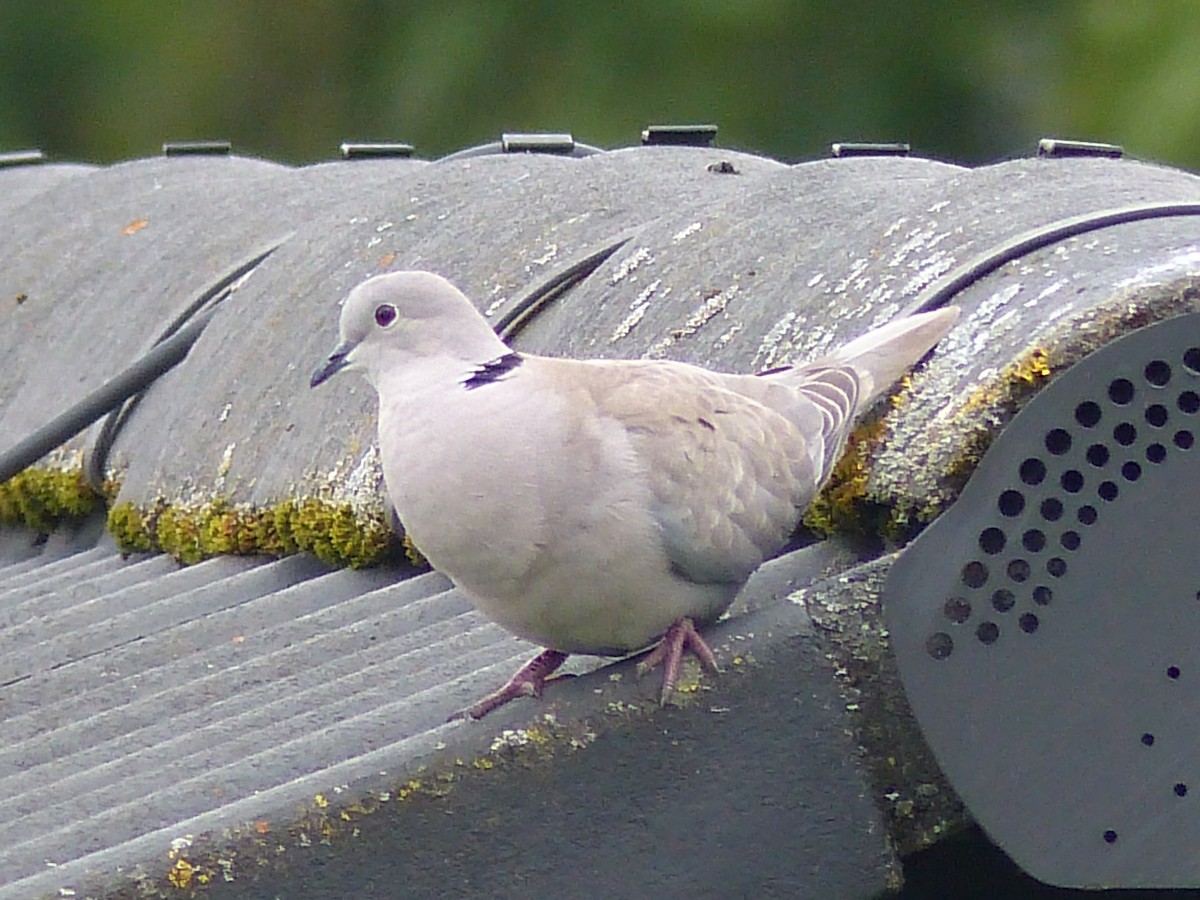 Eurasian Collared-Dove - ML619944958