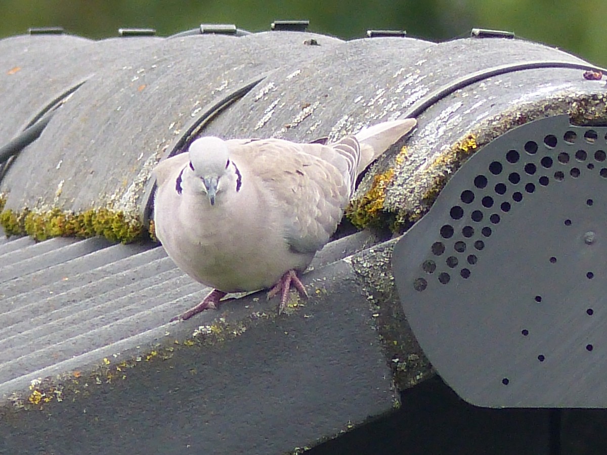 Eurasian Collared-Dove - ML619944959