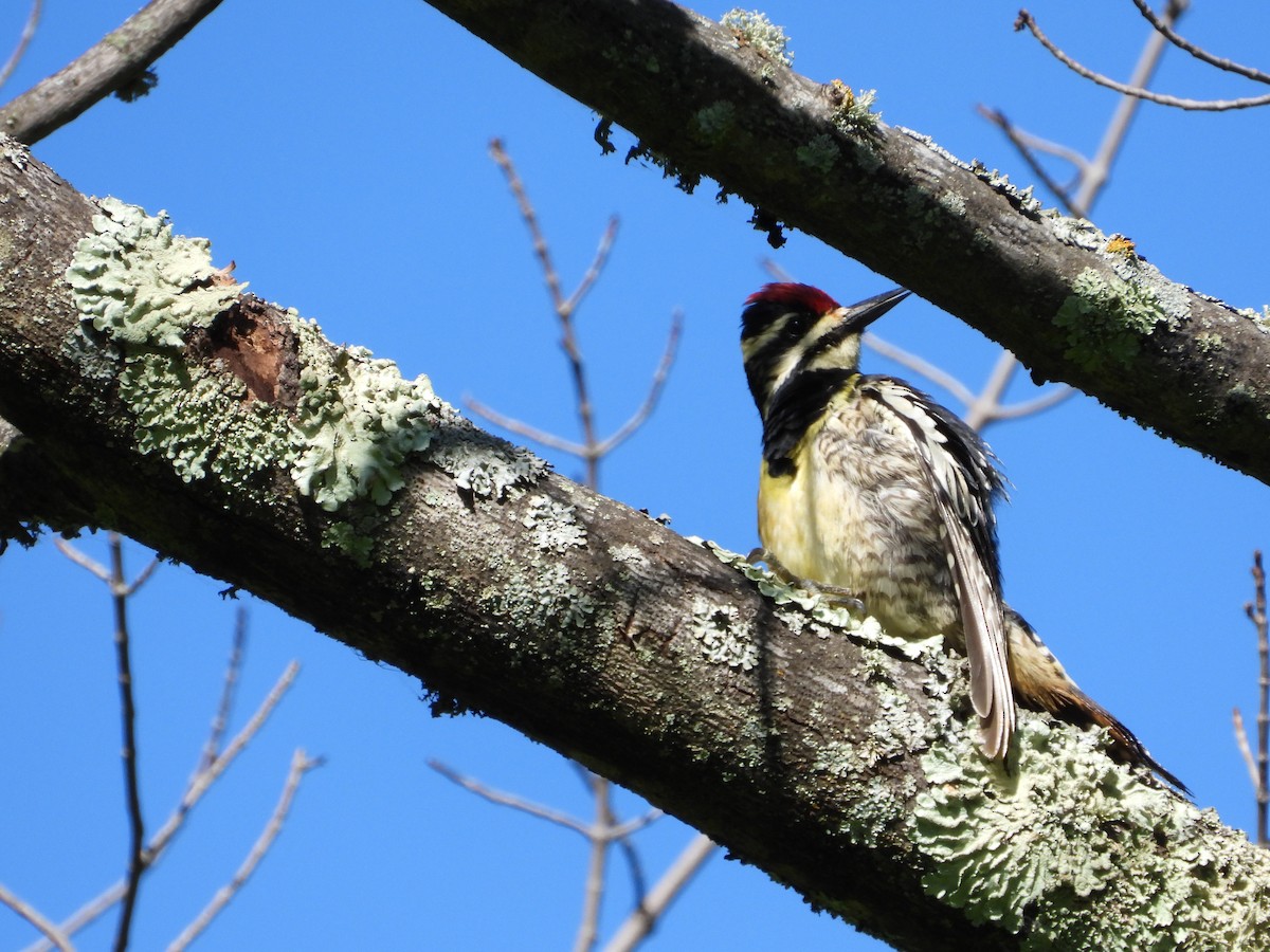 Yellow-bellied Sapsucker - ML619944981