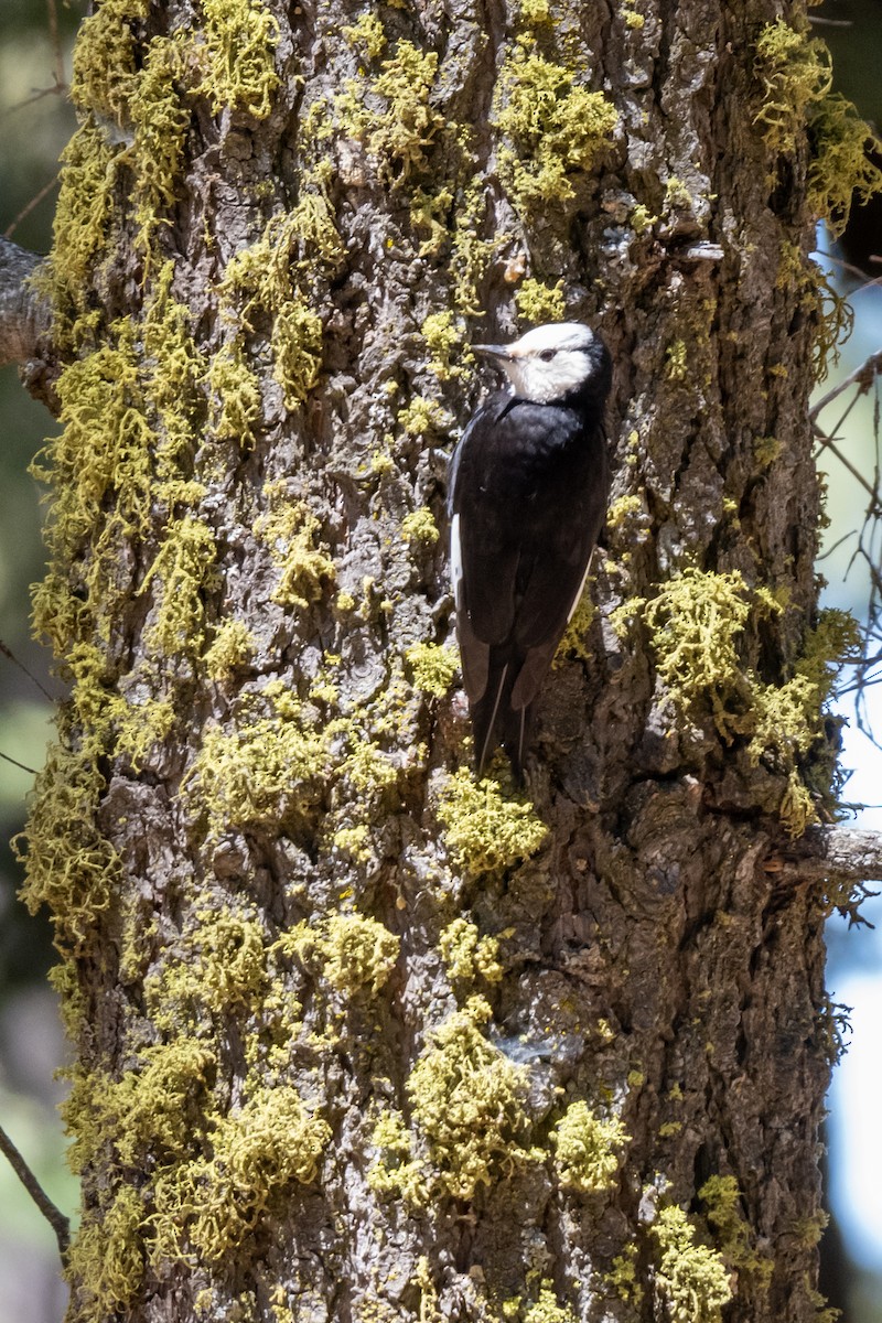 White-headed Woodpecker - ML619945008