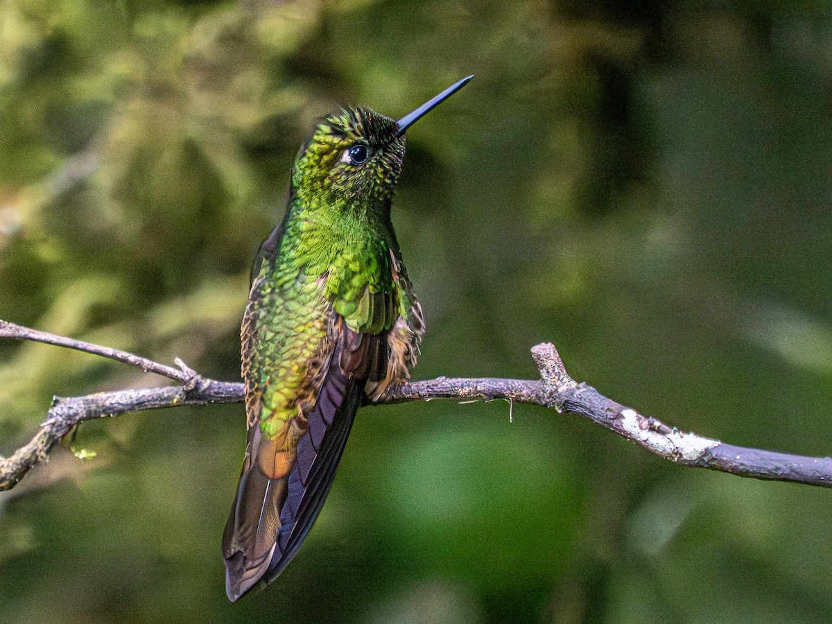 kolibřík žlutoocasý - ML619945015