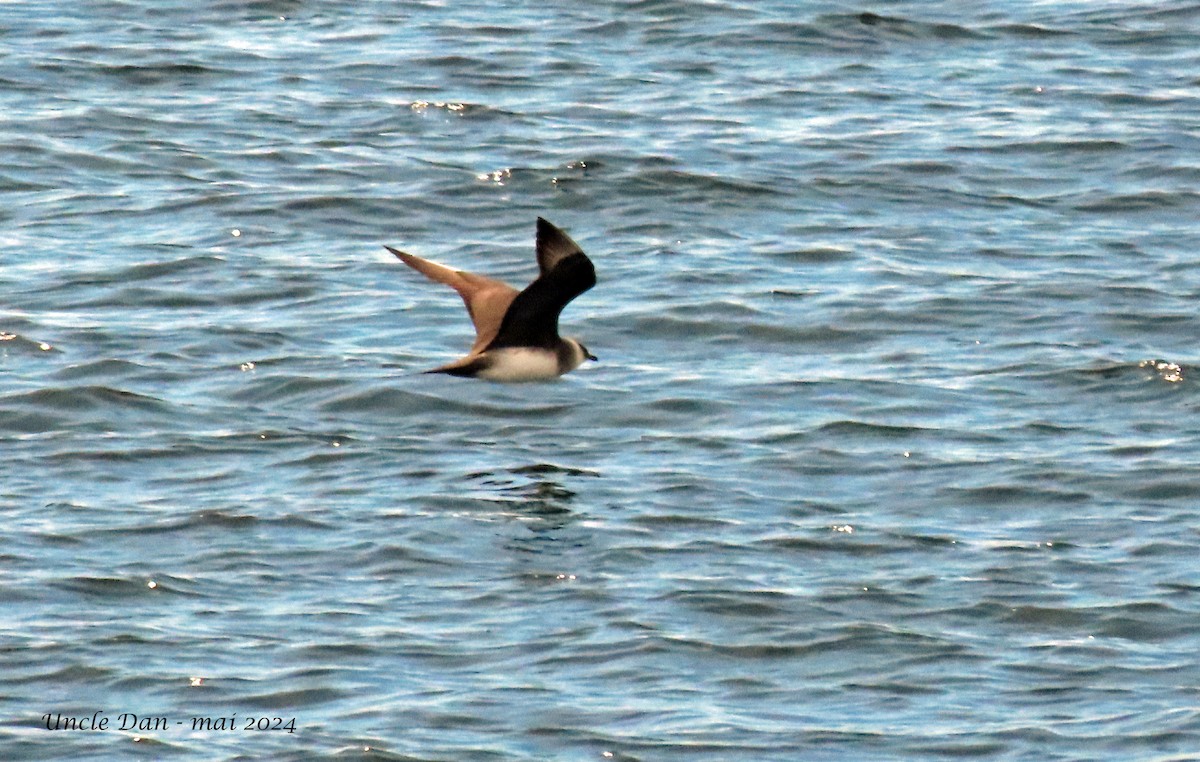 Parasitic Jaeger - ML619945017