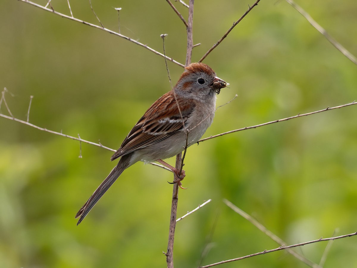 Field Sparrow - ML619945020