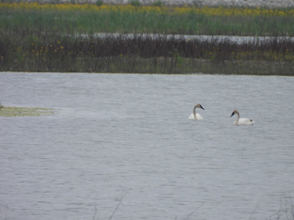 Trumpeter Swan - ML619945021