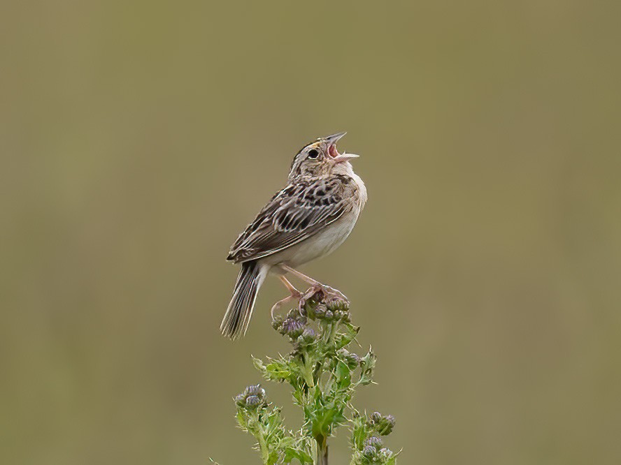 Grasshopper Sparrow - ML619945027