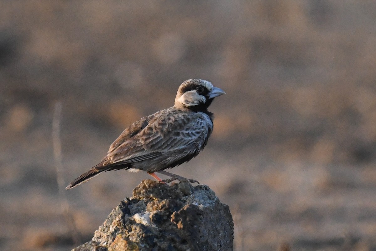 Ashy-crowned Sparrow-Lark - ML619945051