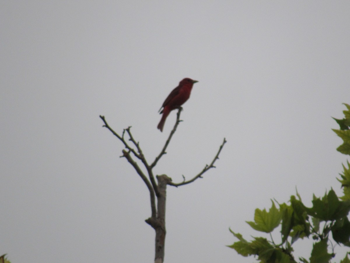 Piranga Roja - ML619945059