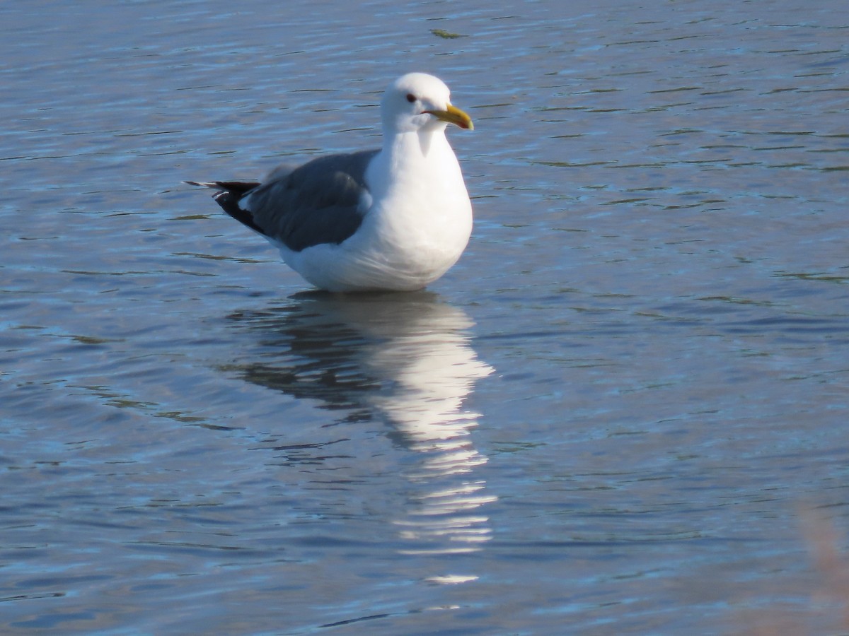 California Gull - ML619945068