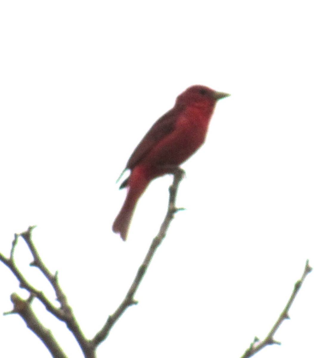 Summer Tanager - ML619945069