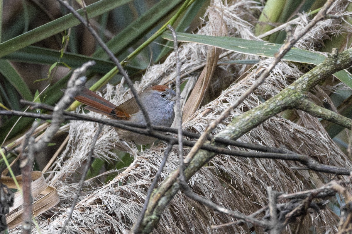 Sooty-fronted Spinetail - Jonah Perelman