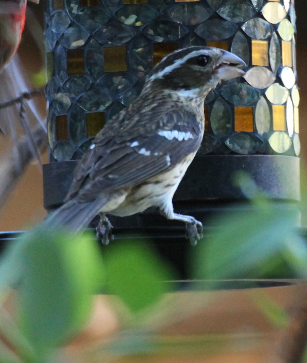 Rose-breasted Grosbeak - ML619945076