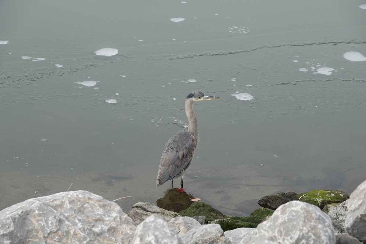 Great Blue Heron - ML619945078