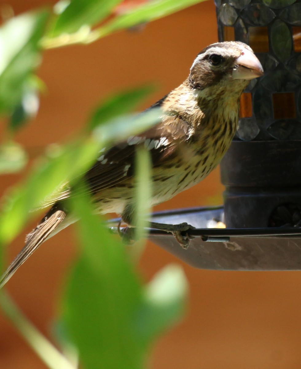 Rose-breasted Grosbeak - ML619945082